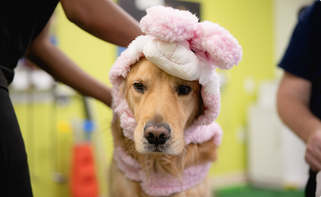 animals about faith