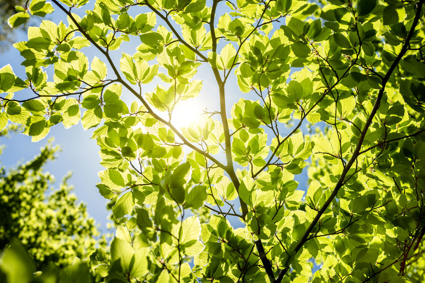 Sun peeking through trees
