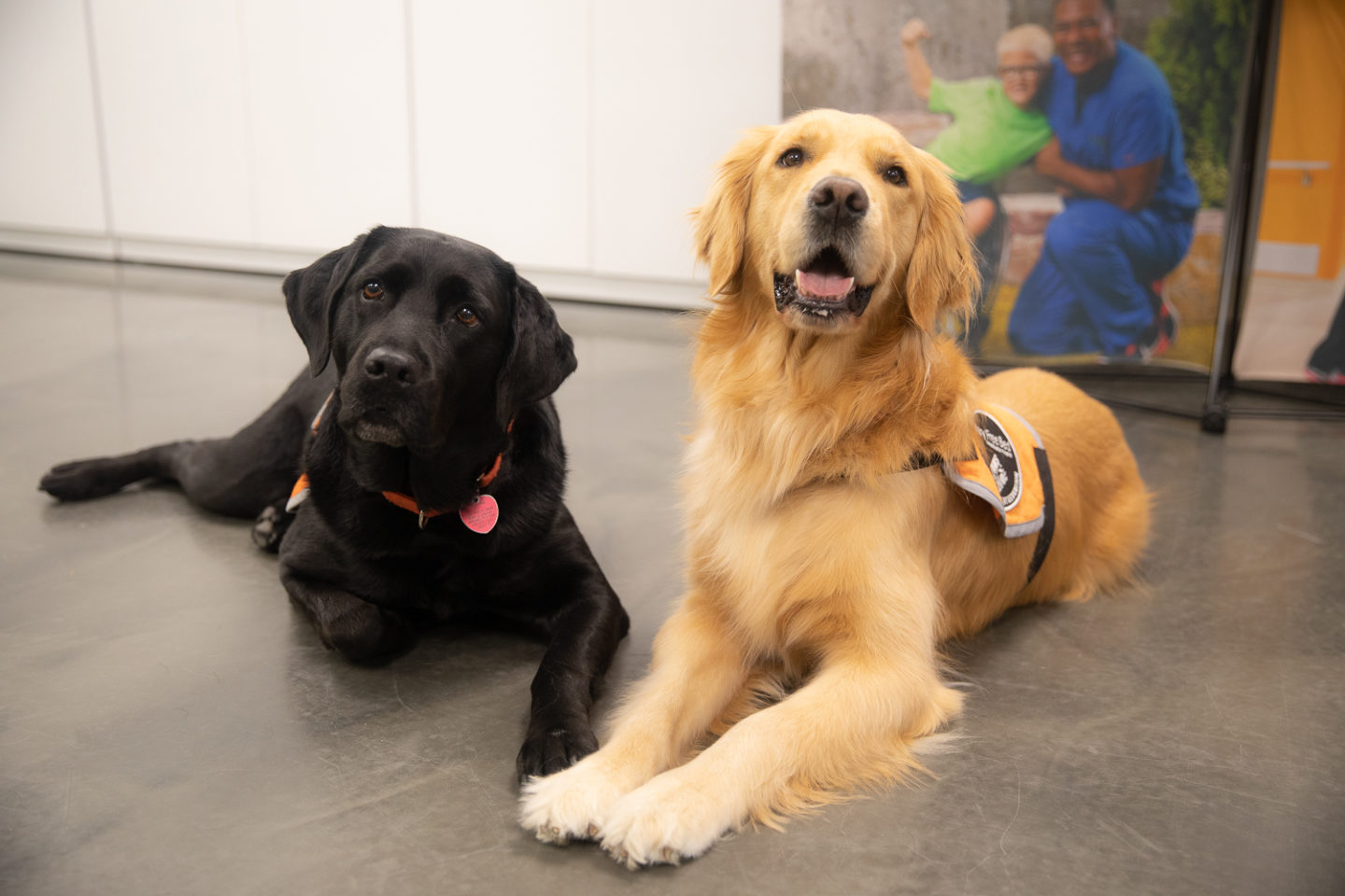Two animal-assisted therapy dogs, Vandy, a black Labrador Retriever, and Faith, a Golden Retriever, lie on the rec therapy floor and look up at the camera.