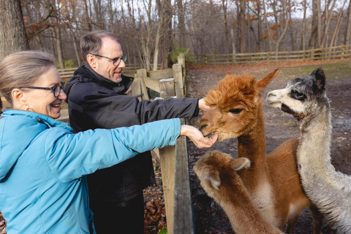 Susan and Kent Riddle feeding alpacas