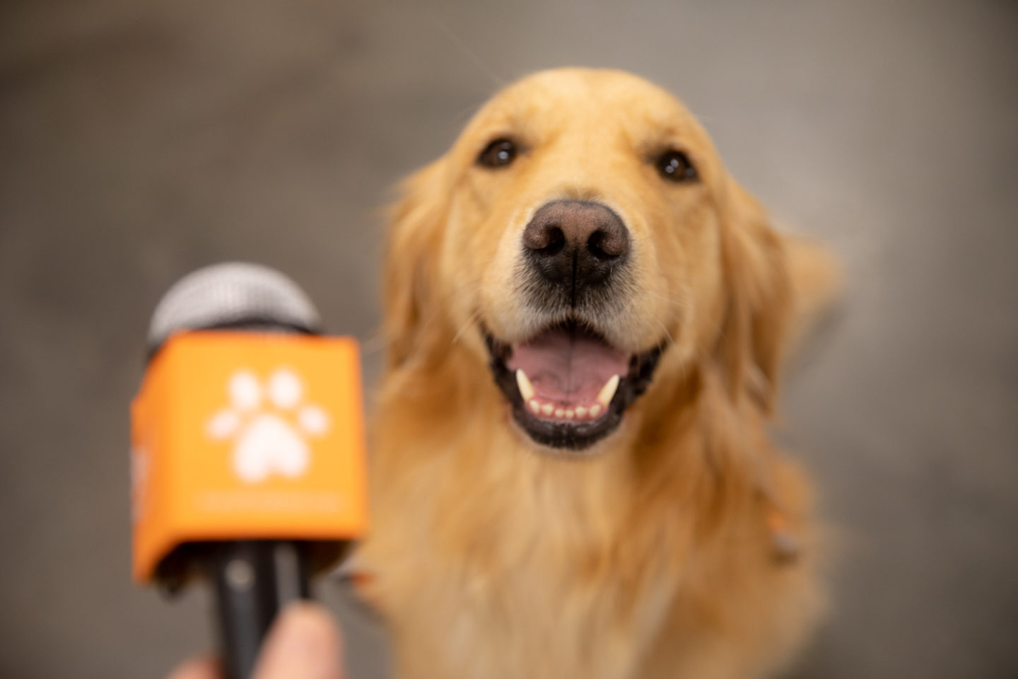 Faith, a therapy dog at Mary Free Bed Rehabilitation Hospital, being 