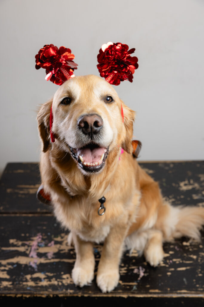 Faith AAT Dog
