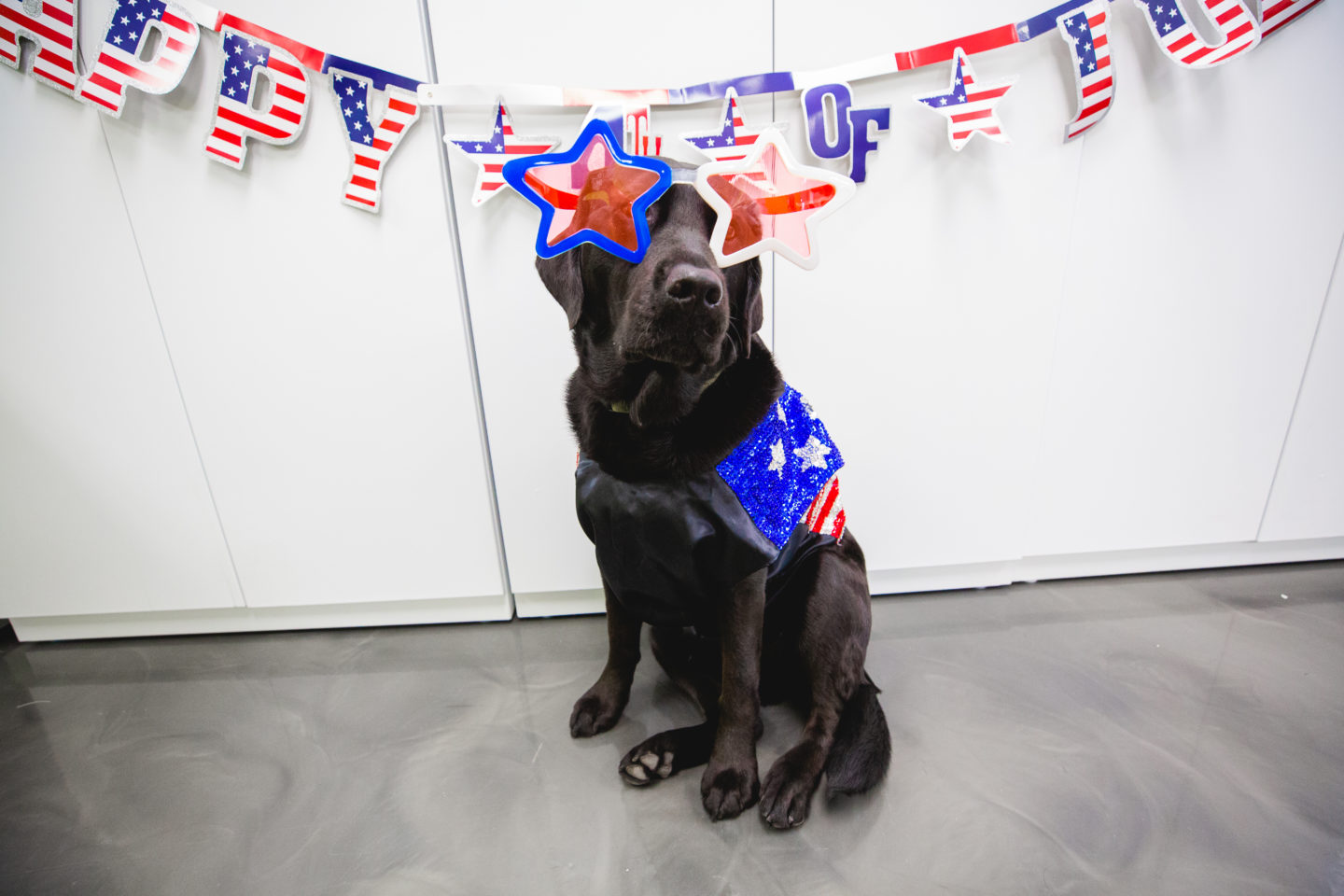 Vandy, an animal-assisted therapy dog at Mary Free Bed Rehabilitation Hospital, dressed in a patriotic costume with star-shaped glasses for a Fourth of July celebration.