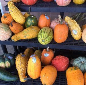 Fall into autumn with a colorful and delicious fall salad recipe 29 Healthy fall recipes weight management e1470853041640