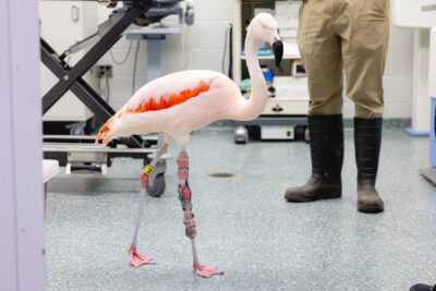 Flamingo with Custom Orthotics and Prosthetics on Leg
