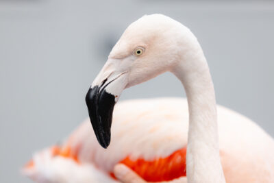 Flamingo with Custom Orthotics and Prosthetics on Leg