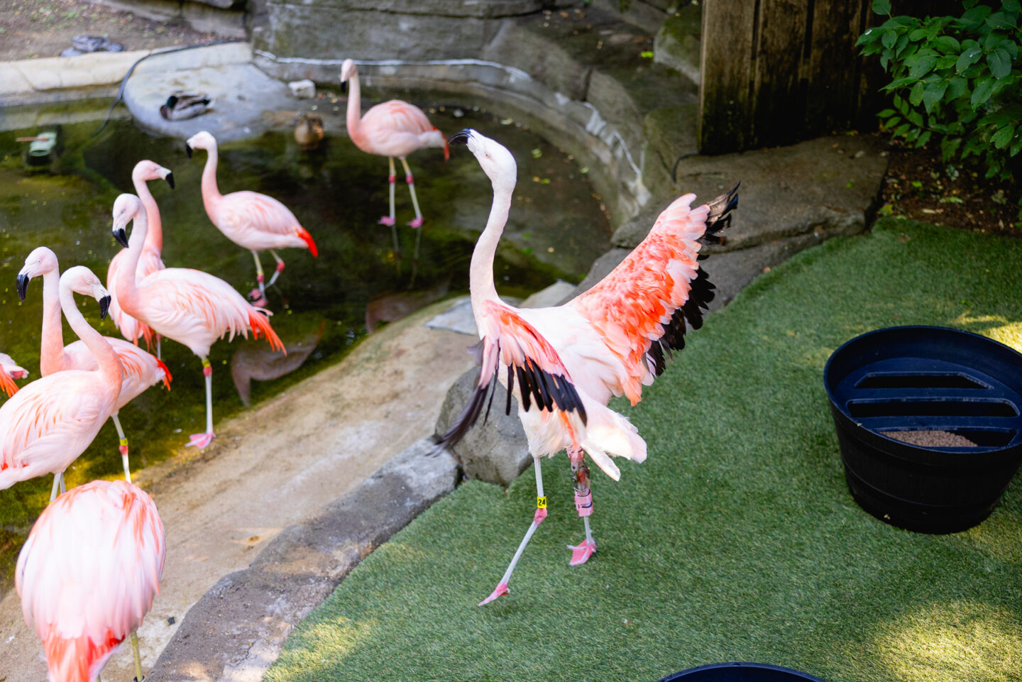 Flamingo with Custom Orthotics and Prosthetics on Leg