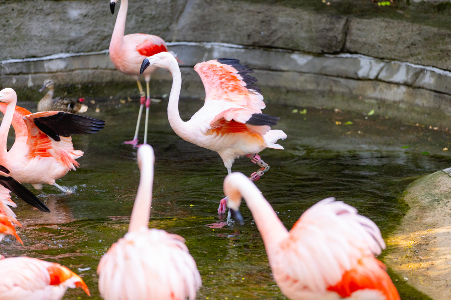 Flamingo with Custom Orthotics and Prosthetics on Leg