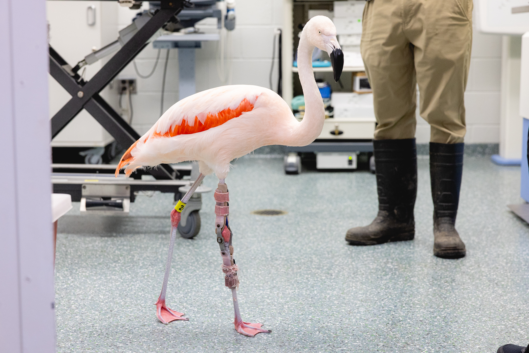 Flamingo with Custom Orthotics and Prosthetics on Leg