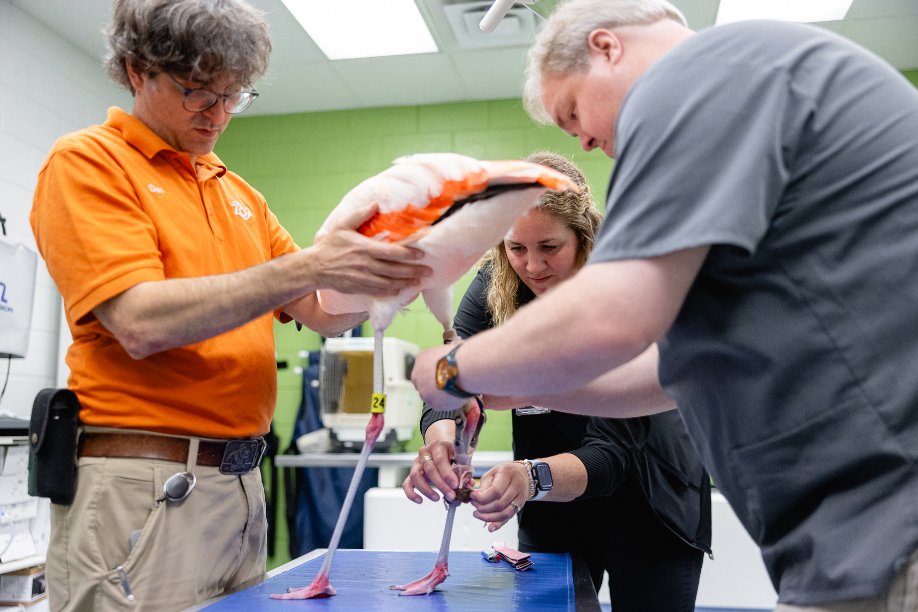 Flamingo with Custom Orthotics and Prosthetics on Leg