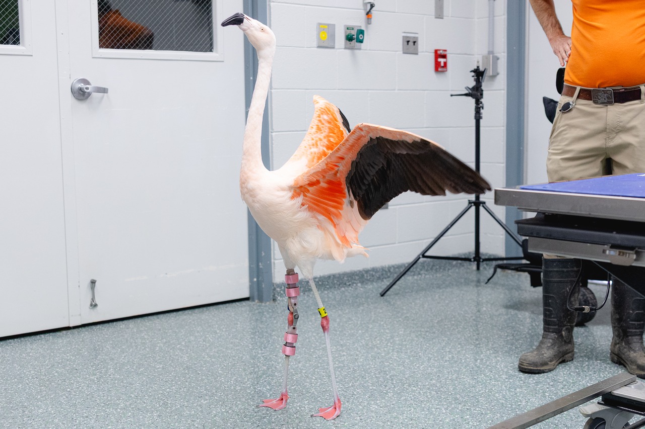 Andes the Flamingo